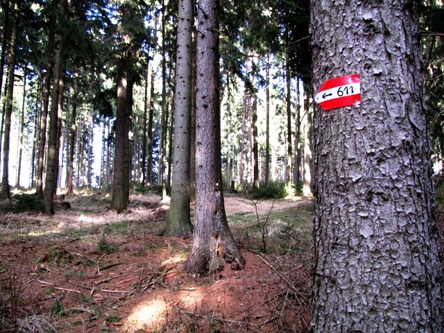 Gerotter Wald