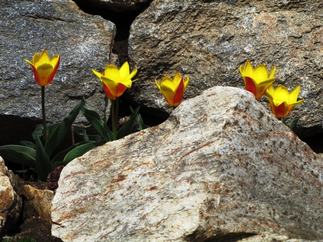 Die ersten Tulpen