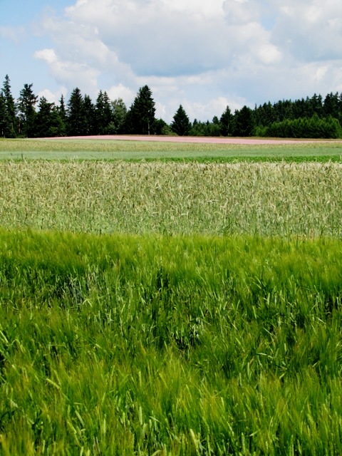 Felder bei Perndorf