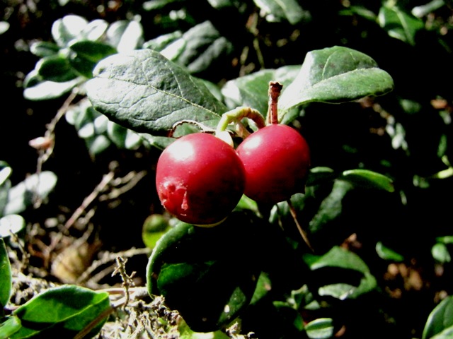 Preiselbeeren (Vaccinium vitis-idaea)