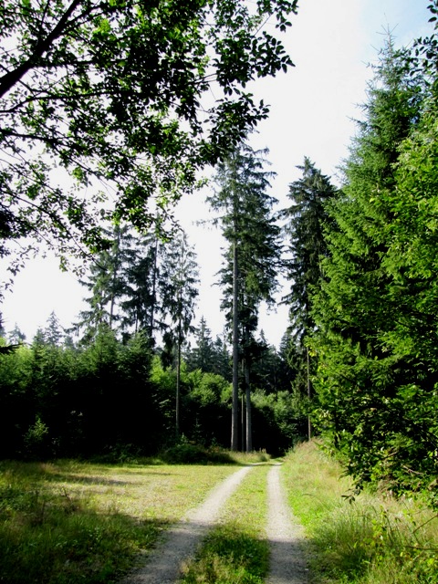 Sandiger Waldweg
