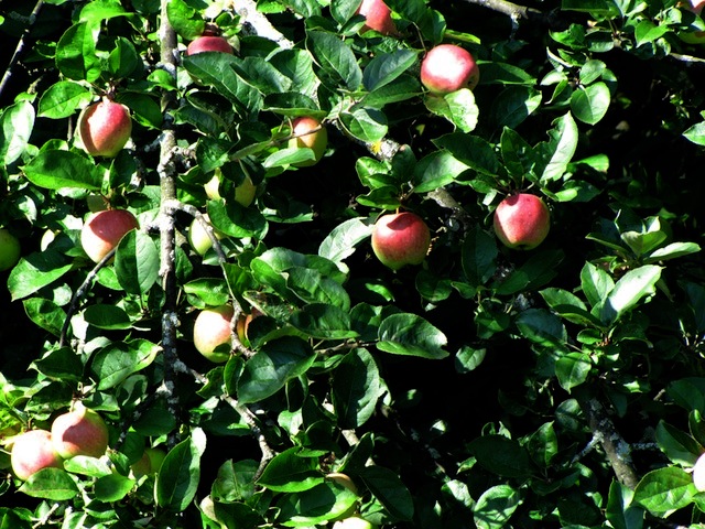 Ein Apfelbaum