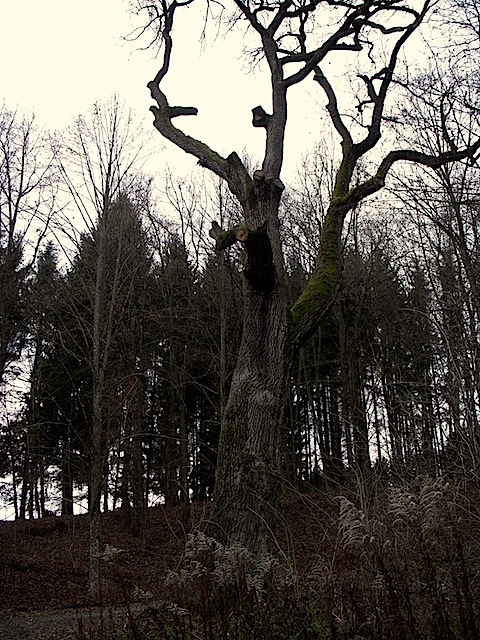 Alter Baum