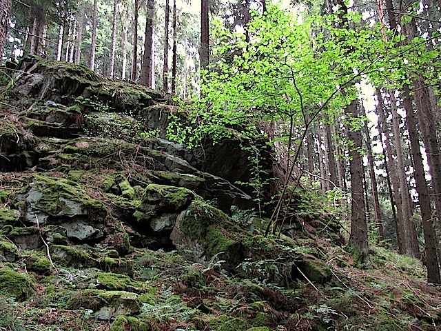 Felsen im Wald