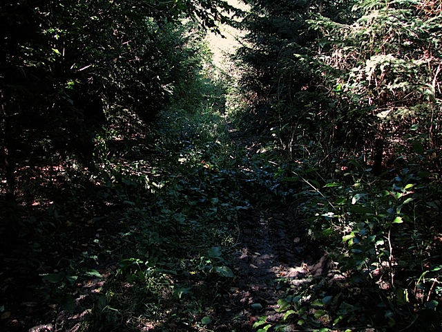 verwachsener Waldweg