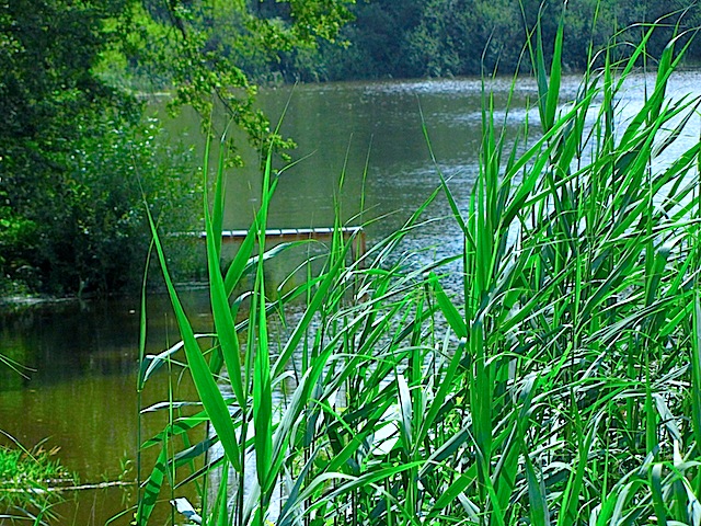 Der Drescher-Teich