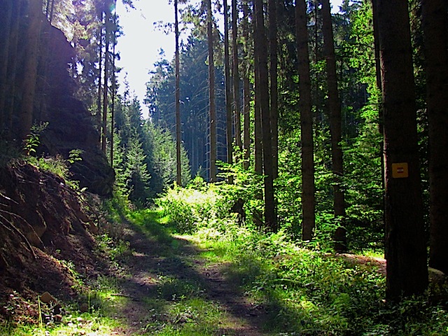 Waldweg im Sprögnitztal