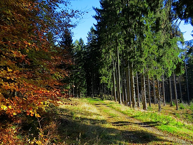 Im Gemeindewald