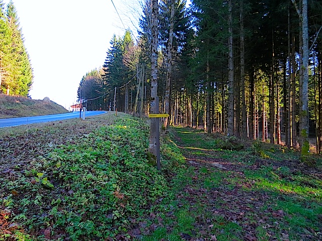 Waldweg bei Unterbärnkopf