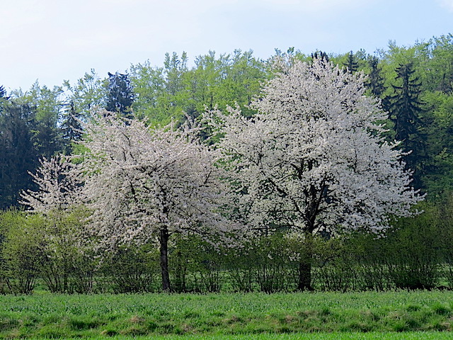 Blühende Bäume