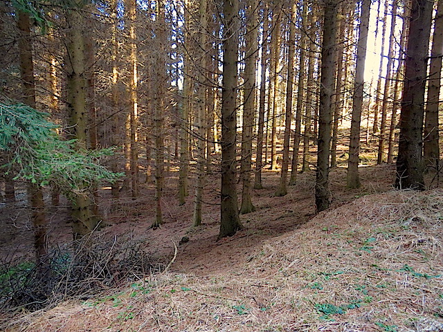 Links durch den Wald
