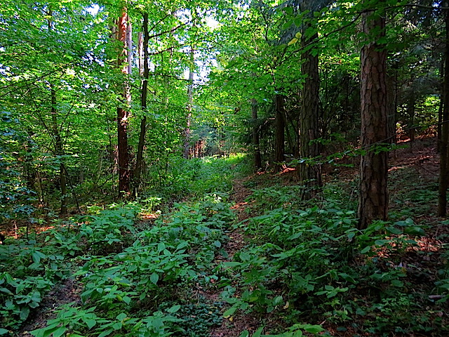 Verwachsener Waldweg