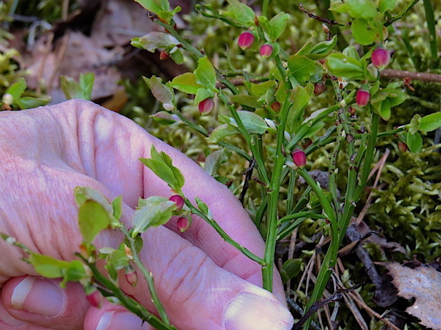 Heidelbeeren (Vaccinium myrtillus)