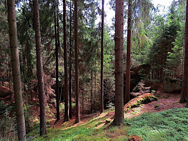 Föhrenwald