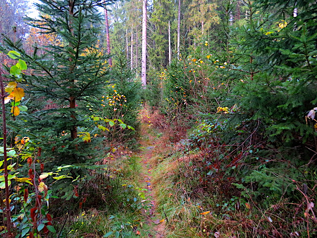 Waldsteig