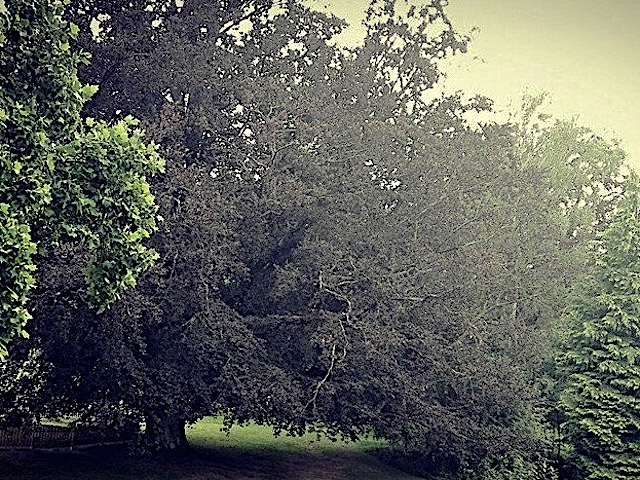 Bäume im Schlosspark